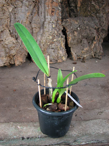 Laelia grandis (vinicolor x vinicolor).jpg