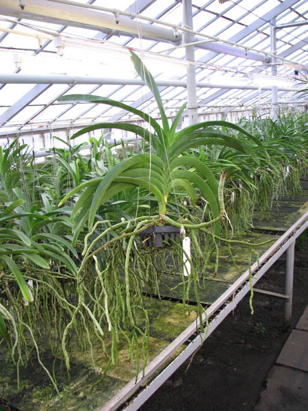 Vanda Vivan x Ascda Kultana Flame.jpg