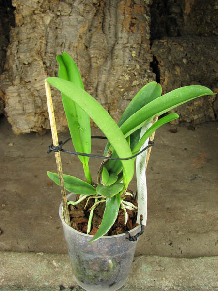 Laeliocattleya Dinard 'Blue Heaven'.jpg