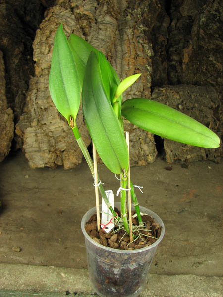 Brassavola glauca x Cattleya intermedia.jpg