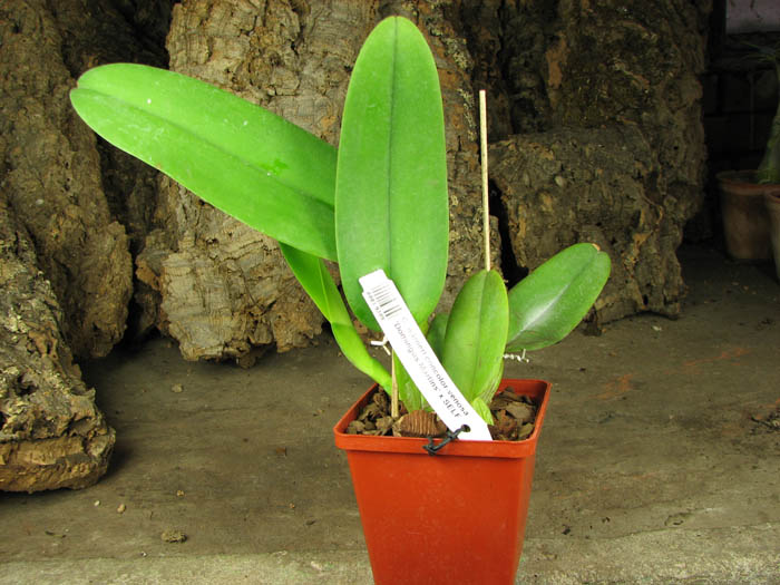 Cattleya warneri concolor-venosa 'Domingos Martins' x SELF.jpg