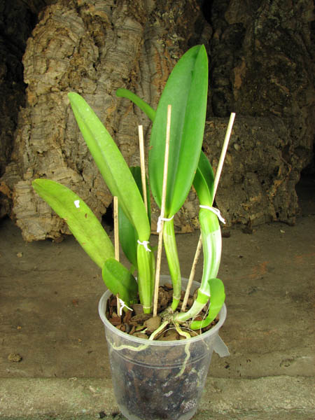 Cattleya labiata alba 'Ótima' XXX x Cattleya labiata roxo bispo 'Urbano'.JPG