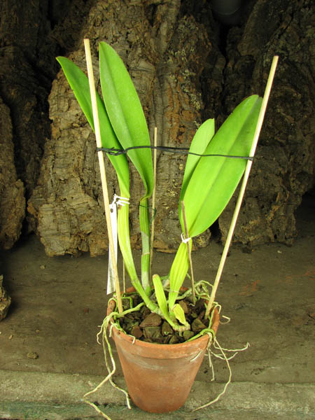 Cattleya labiata coerulea 'Bastiao' x Cattleya labiata coerulea 'Lourival'.jpg