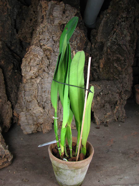 Laelia purpurata carnea (dark lip x St Nicolau).jpg