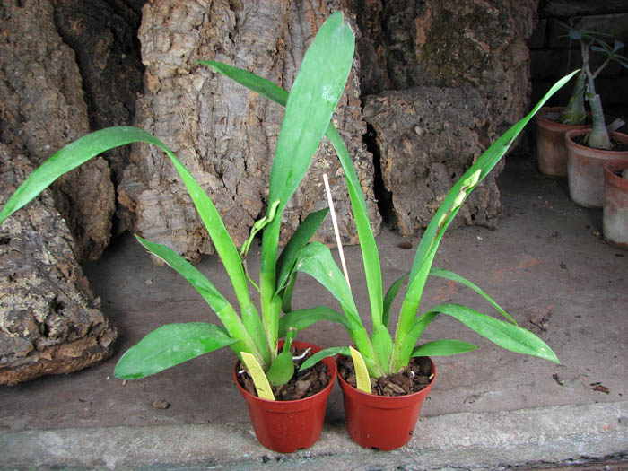 Wilsonara Tan Treasures 'Puppy Pleasures'.jpg