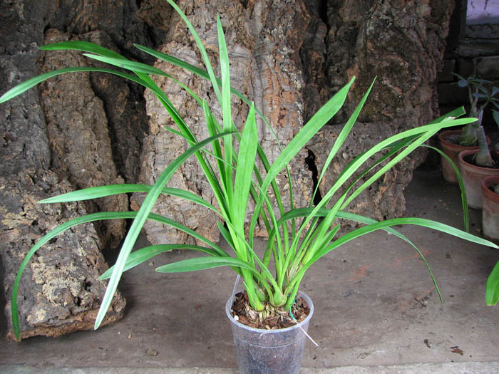 Cymbidium Seaside 'Saya'.JPG