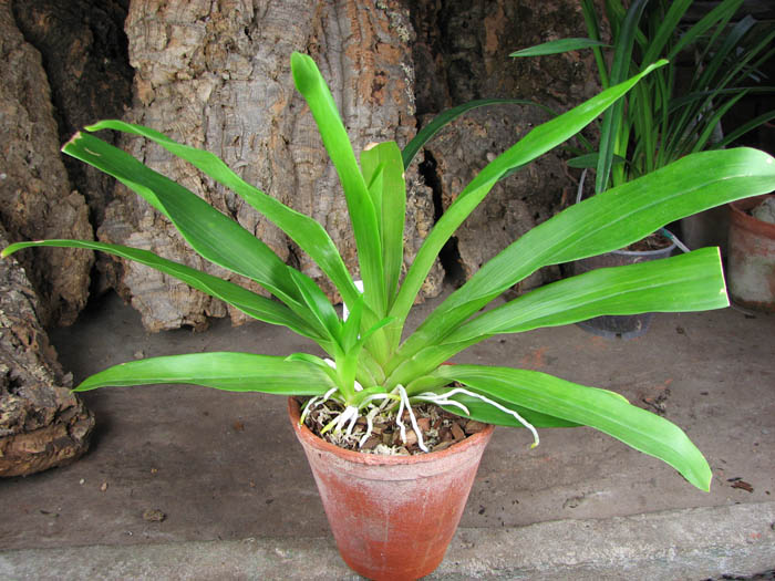 Huntleya meleagris.jpg