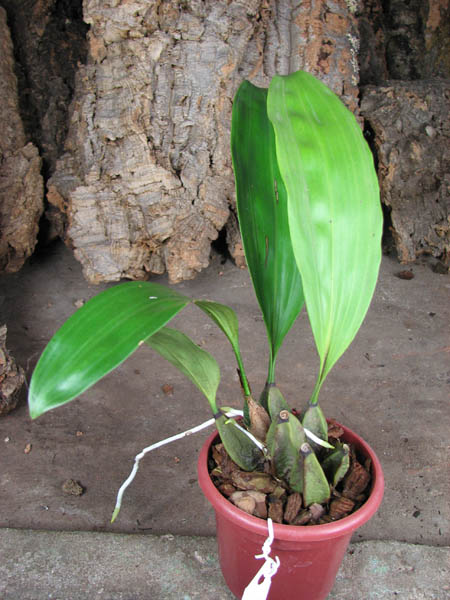 Bifrenaria harrisoniae.jpg