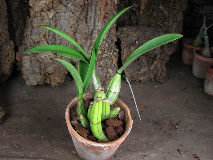 Laelia autumnalis var atrorubens.jpg