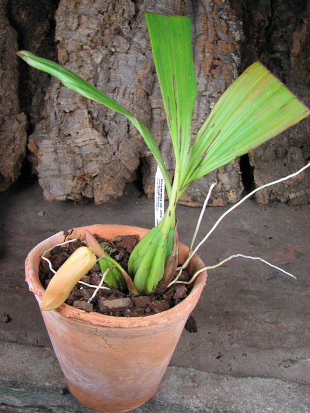 Coelogyne speciosa.jpg