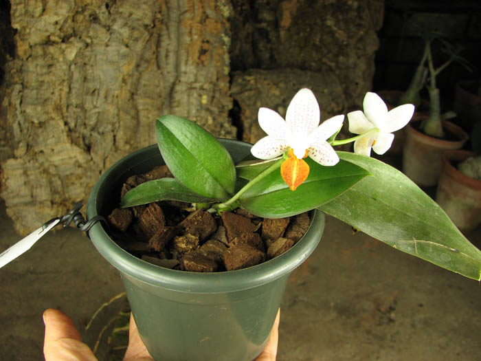 Phalaenopsis Mini Mark.jpg