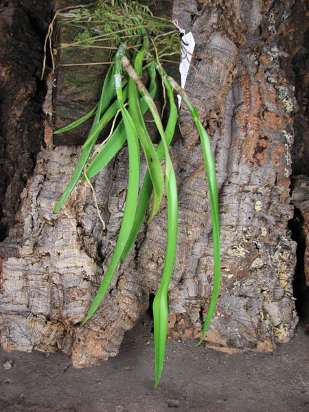 Coilostylis falcatum.jpg