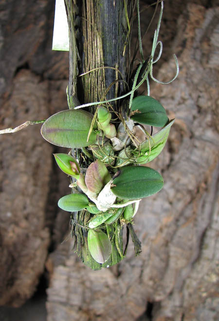 Sophronitis alagoenses.jpg