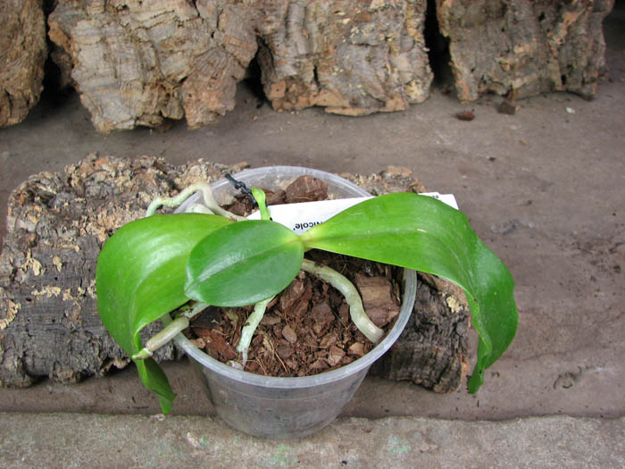 Phalaenopsis amboinensis 'Nicole'.jpg