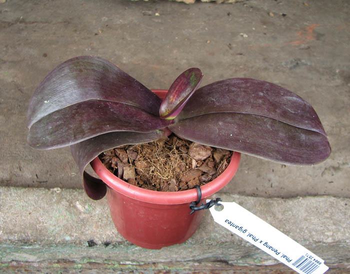 Phalaenopsis Penang x Phalaenopsis gigantea.jpg