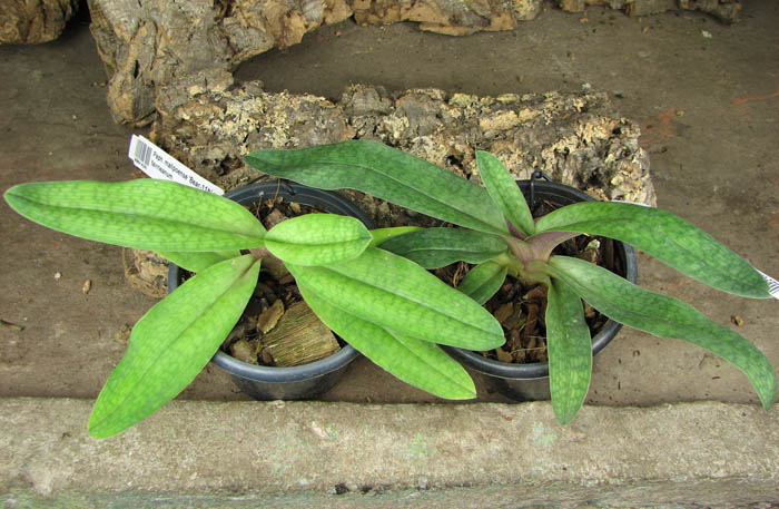 Paphiopedilum malipoense 'Bear-11b' x fairrieanum.jpg