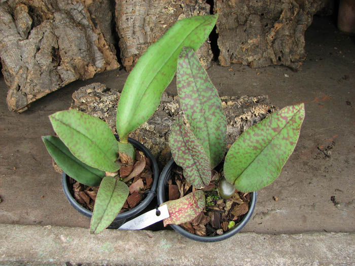 Psychopsis Butterfly (sanderae x papilio).jpg