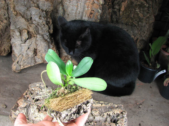 Aerangis articulata.jpg