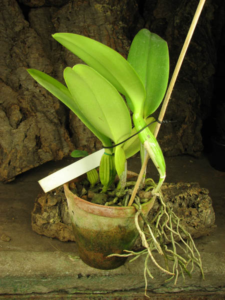 Cattleya warneri semi alba 'Aline' x Cattleya warneri semi alba integra orlata.jpg