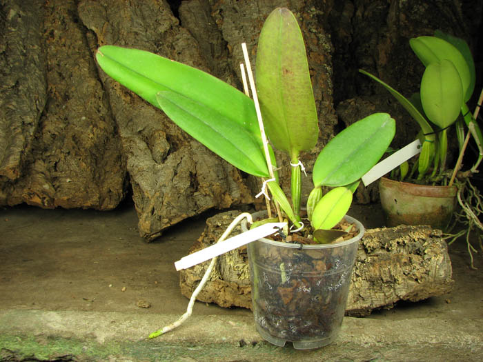 Cattleya warneri integra escura 'AWZ' x Cattleya warneri flameada.jpg