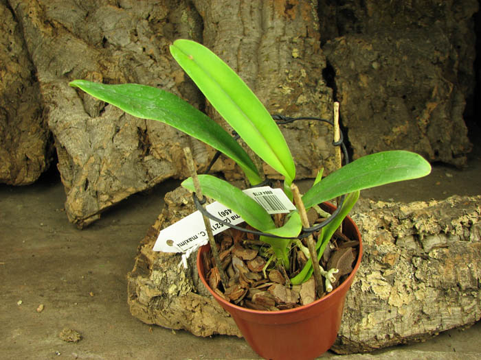 Cattleya maxima (Z-521) x Cattleya maxima rubra (Z-456).jpg