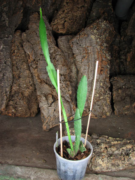 Epiphyllum Violet White.JPG