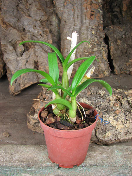 Dendrobium Zaleedung Pink.jpg