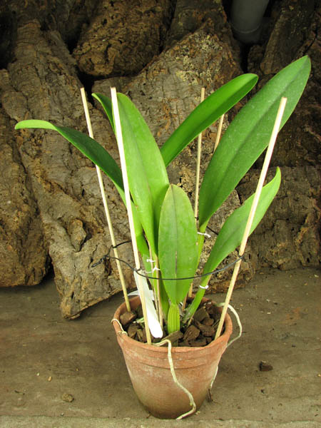 Без чехлов, но хороша.