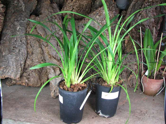 Cymbidium Lovely Smile 'Angel'.jpg