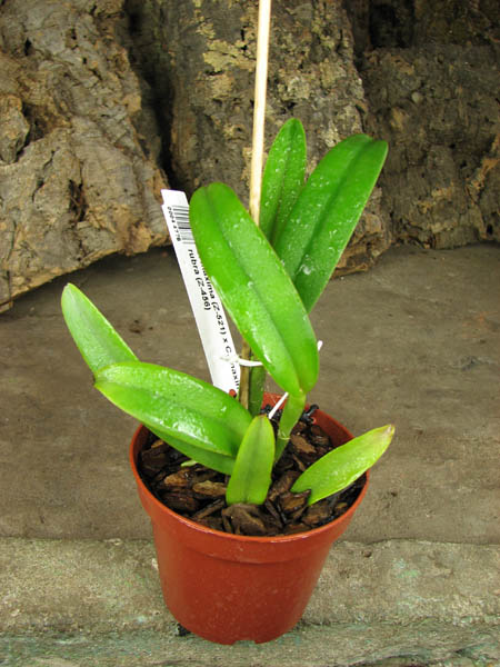 Cattleya maxima (Z-521) x Cattleya maxima rubra (Z-456).jpg