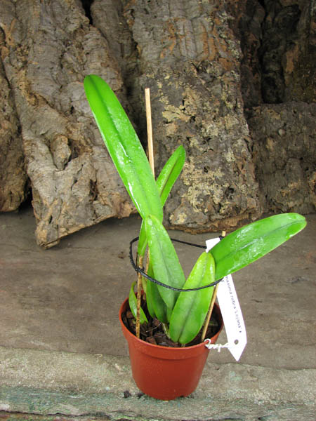 Cattleya maxima rubra 'Lojana' x SELF.jpg