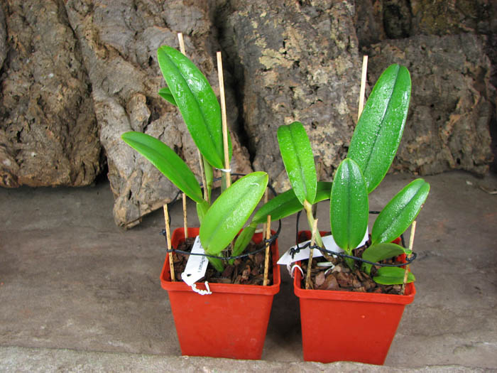 Cattleya maxima rubra 'Peruana' x SELF.jpg