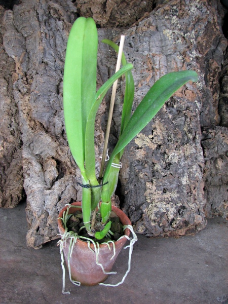 Brassolaeliocattleya Success Dream 'Miracles' (C. Horace x Rlc. Don De Michaels).JPG
