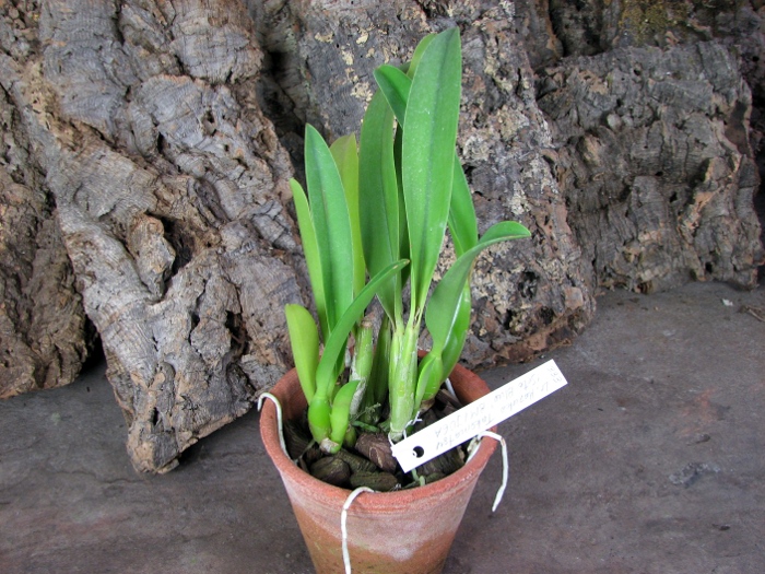 Laeliocattleya Kazuko Takamatsu 'Seto Blue'.JPG