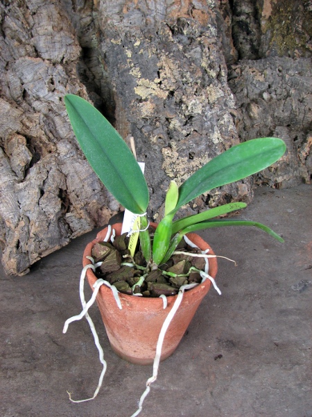 Brassolaeliocattleya Shinfong Little Cat 'Havest'.JPG