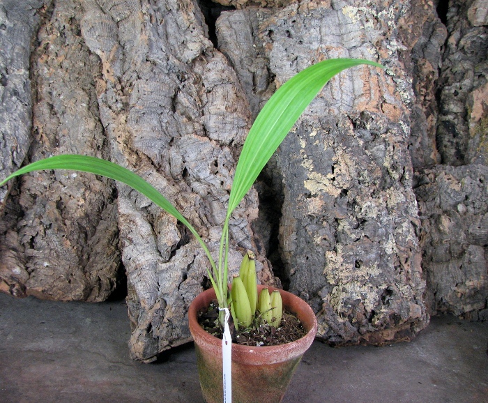 Ida reichenbachii.JPG