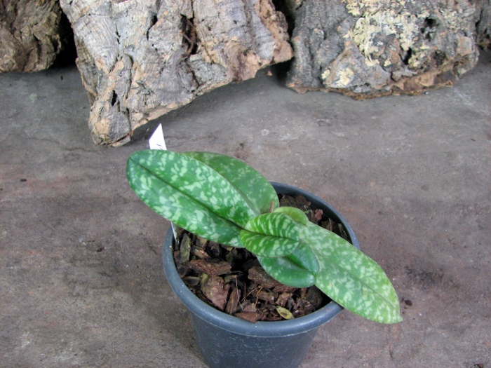 Paphiopedilum concolor.JPG