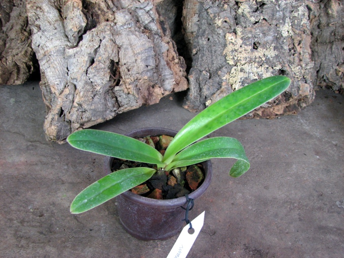 Paphiopedilum henryanum.JPG