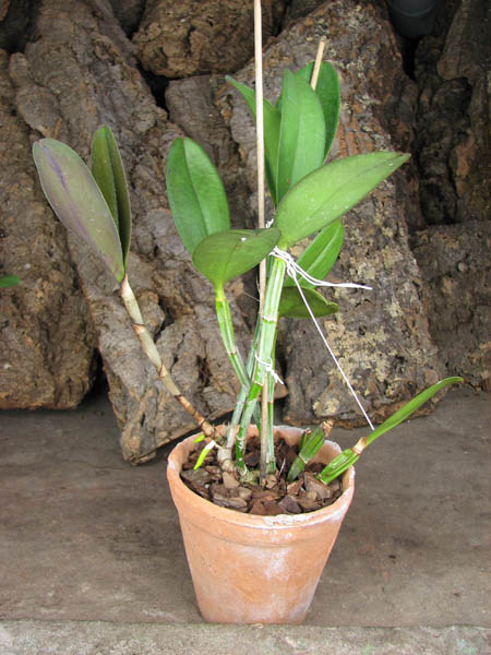 Cattleya violacea.jpg