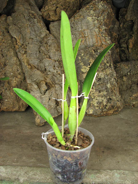 Cattleya trianae amesiana A x Cattleya trianae amesiana B.jpg