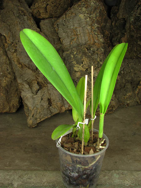 Cattleya trianae albescens XXX x Cattleya trianae amoena 'Rainha'.jpg