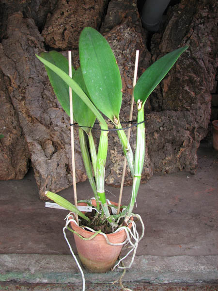 Laeliocattleya Taiwan Beauty 'Dubble Face'.jpg