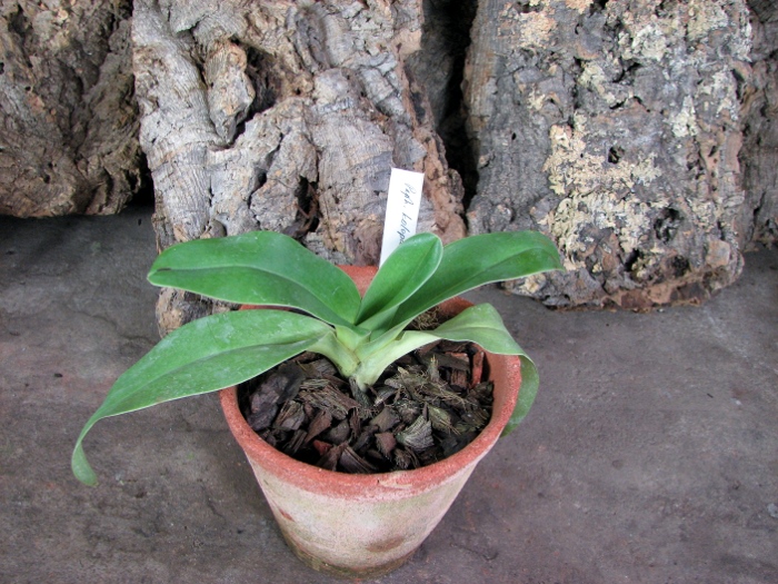 Paphiopedilum kolopakingii var. topperi.JPG