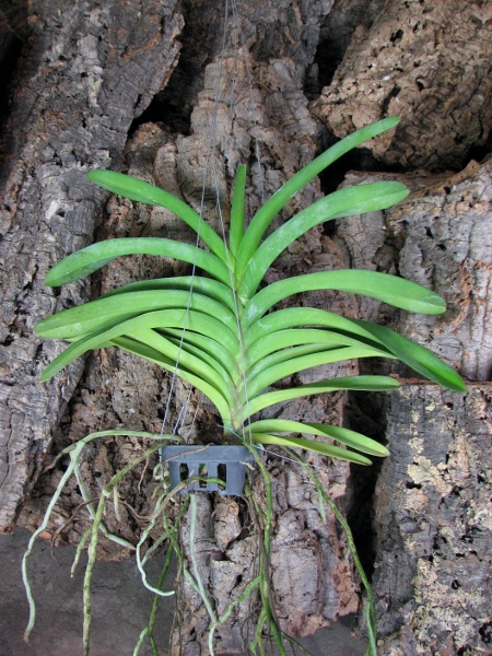 Ascocenda Carmine Spot x Vanda Pranermprai х Ascocenda Phairot.JPG