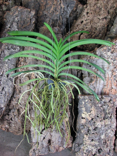 Vanda Gordon Dillon Lea x Ascocenda Suksamran Spot.JPG