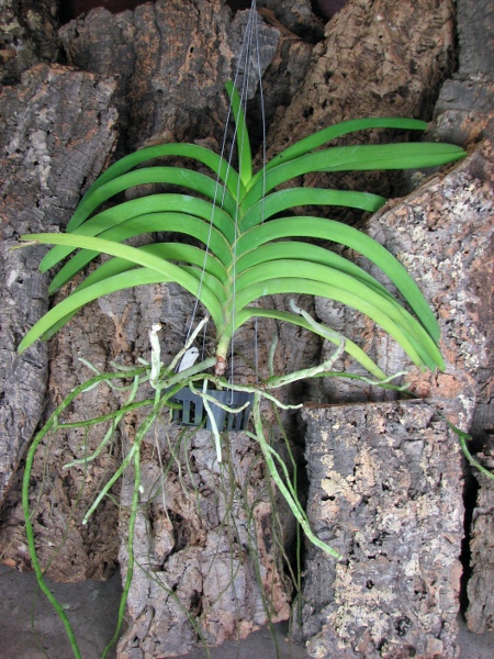 Vanda Thananchai x Ascocenda Kultana Brown.JPG