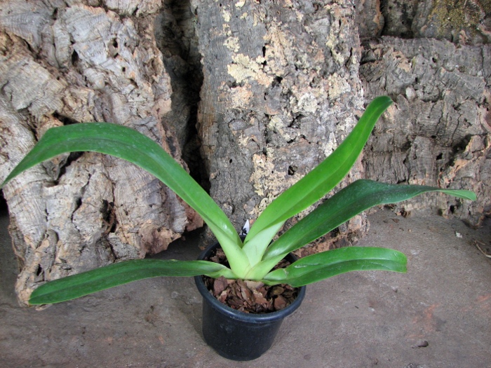 Paphiopedilum philippinense.JPG