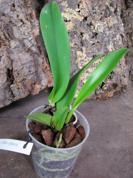 Laeliocattleya Dinard 'Blue Heaven'.JPG