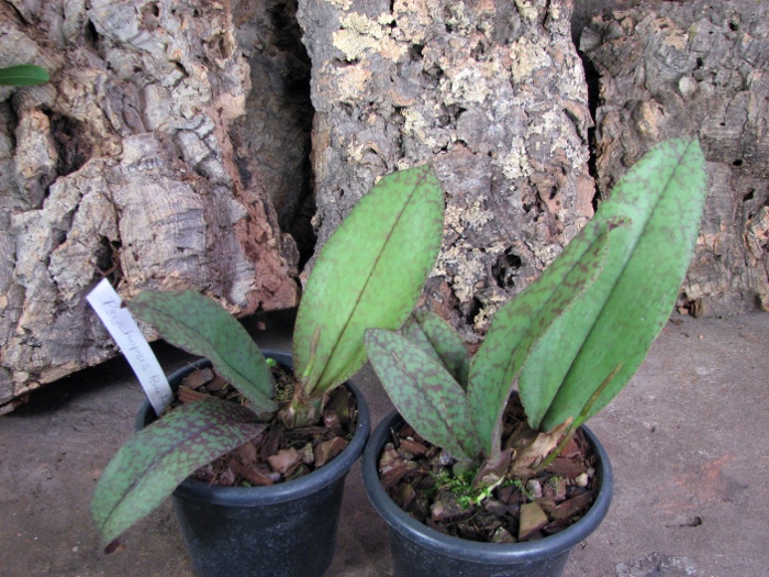 Psychopsis Butterfly (sanderae x papilio).JPG
