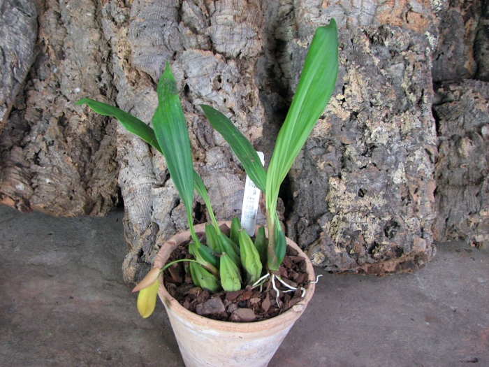 Coelogyne speciosa.JPG